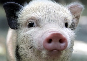 Підклали свиню: куплена британкою мініатюрна свинка перетворилась на величезну