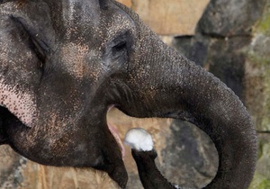 У російському цирку через аномальні холоди слонів зігрівають горілкою