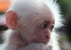 У київському зоопарку народилася мавпа