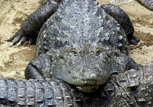 У музеї Онтаріо знайшли найдавнішого предка африканського крокодила