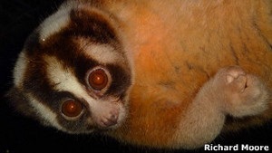 Бі-бі-сі: Унікальні представники приматів, яким загрожує зникнення