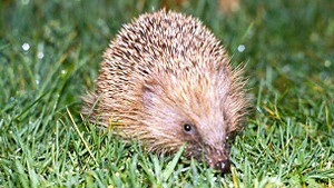 Британці з ясовують, чи потерпають їжаки від глобального потепління