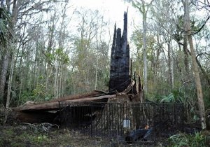 У США у віці 3,5 тис років згорів найстаріший у світі кипарис