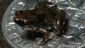 Знайдено найменшу жабу у світі