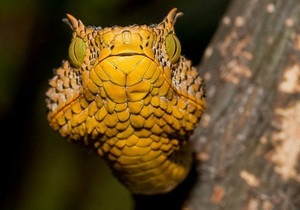 В Африці знайшли нову рогату гадюку