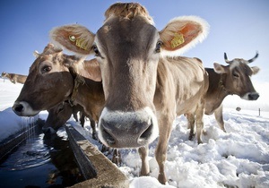 У Якутії через сильні морози коровам наділи ліфчики