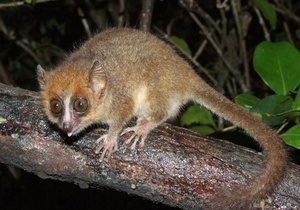 На Мадагаскарі відкрили новий вид лемурів