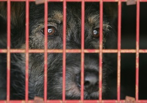 Влада Шрі-Ланки відмінила заборону на знищення бездомних собак