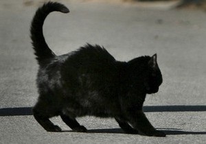 У Житомирській області через скаженого кота в одному з сіл оголосили карантин