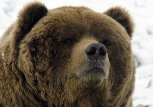 DW: У реабілітаційний центр на Закарпатті привезли трьох ведмедів