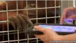 iPad зв яже через відео орангутанів з різних зоопарків