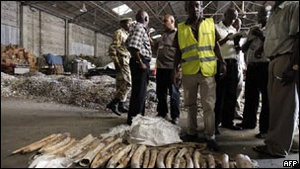 Цього року вбили рекордну кількість слонів заради кістки