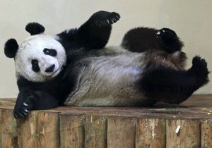 До списку Облич 2011 року за версією Бі-бі-сі потрапила панда