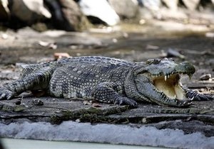 В Австралії крокодил відібрав у працівника зоопарку газонокосарку