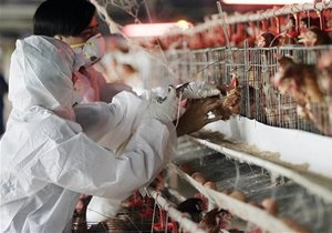 Влада США просить вчених відмовитися від публікацій про H5N1