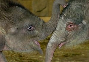 Слонів у київський зоопарк завезуть після ремонту слоновника