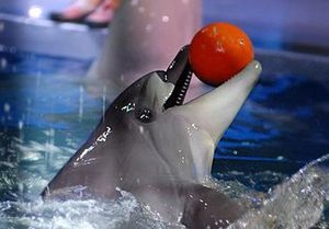 Екологи: Будівництво метро біля київського дельфінарію загрожує життю тварин