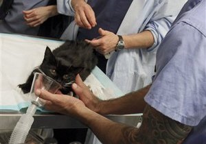 У США кішка стала донором нирки
