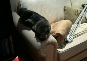 У Новій Зеландії морський котик заповз у будинок і ліг на диван