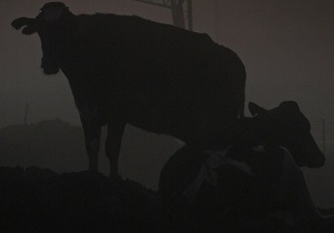 У Житомирській області у корови і бика виявили сказ