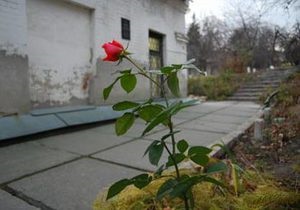 В саду Києво-Печерської Лаври розквітла троянда