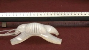 Учені створили  м’якотілого  робота