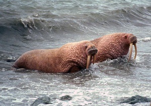 Екологи попереджають, що моржі можуть не пережити масове танення льодовиків