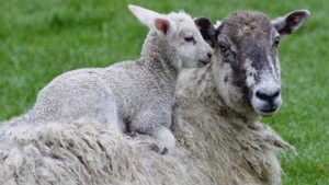 З ферм Уельсу знімуть санкції через Чорнобильську аварію