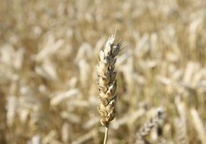 Україна може продати за кордон більше половини зібраного цього року зерна