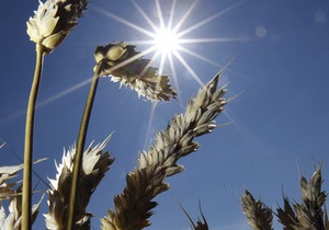У цьому році Україна зібрала понад 54 млн тонн зерна
