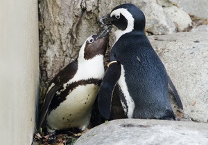 У Торонто розлучать пару пінгвінів-геїв