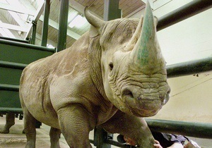 У Європі почастішали випадки крадіжок рогів носорога