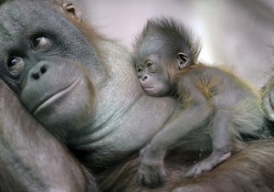 Науковці: Примати стали сімейними тваринами після відмови від нічного життя