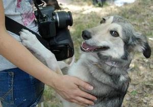 Фонд Ахметова має намір скоротити кількість безпритульних тварин у Донецьку гуманними способами
