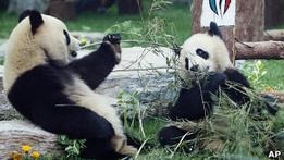 Зоопарк Единбурга саджає бамбук в очікуванні панд