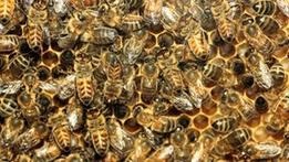 Автостраду в Юті закрили через бджіл-утікачів