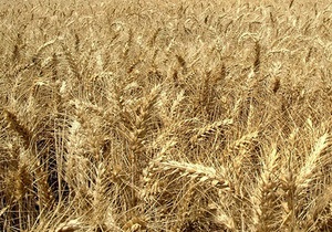 Ъ: Україна може відновити постачання зерна до Єгипту