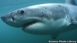 У Західній Австралії полюють на акулу-вбивцю