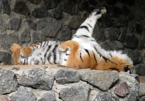 У київському зоопарку заявили про важку хворобу тигра