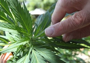 Біологи з ясували, чому деякі сорти марихуани не мають наркотичної дії