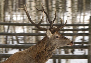 Отруєння тварин у київському зоопарку: Самка оленя при смерті