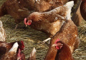 Найбільший український виробник курятини збільшив продажі на 13%