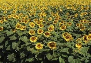 Експерти: Україна - найбільший у світі експортер соняшникової олії