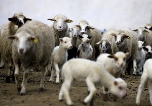 На в їзді в Москву пастух вивів на дорогу і випас стадо баранів