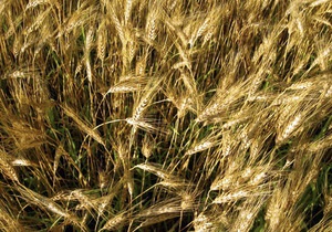 Експерти не виключають подвоєння українського експорту зерна після скасування мит