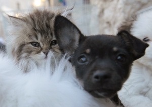 Коти проти собак: Яндекс проаналізував запити українців про домашніх тварин