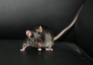 Експерименти з  телепортацією  пацюків дозволили зрозуміти, як перемикаються спогади