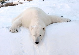 На Землі Франца-Йосипа білий ведмідь загриз метеоролога