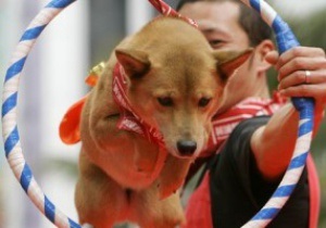 К Евро-2012 киевский цирк подготовит номер с участием собак-футболистов
