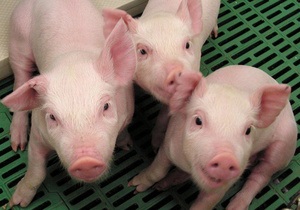 У Китаї клонували свиню, що провела понад місяць під завалами після землетрусу